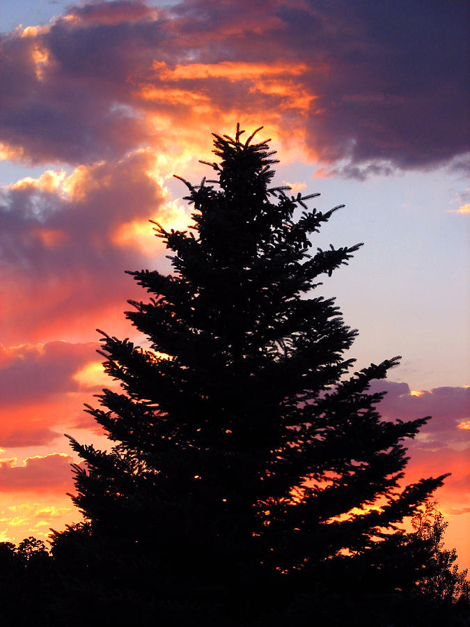 Evergreen Sunset Photograph by Rick Wicker