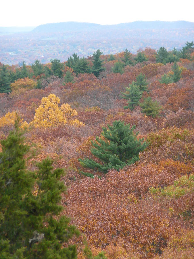 Evergreens and Autumn Photograph by Angela Hansen - Fine Art America