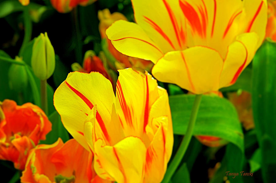 Bright Flowers Photograph - Everlasting Impression..... by Tanya Tanski