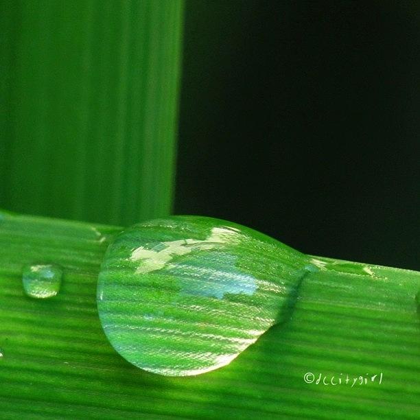 Nature Photograph - Every Teardrop Is A Waterfall by Dccitygirl WDC