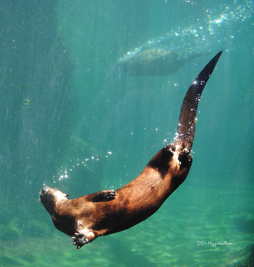 Everybody Otter Have Shiny Bubbles Photograph by DiDi Higginbotham ...