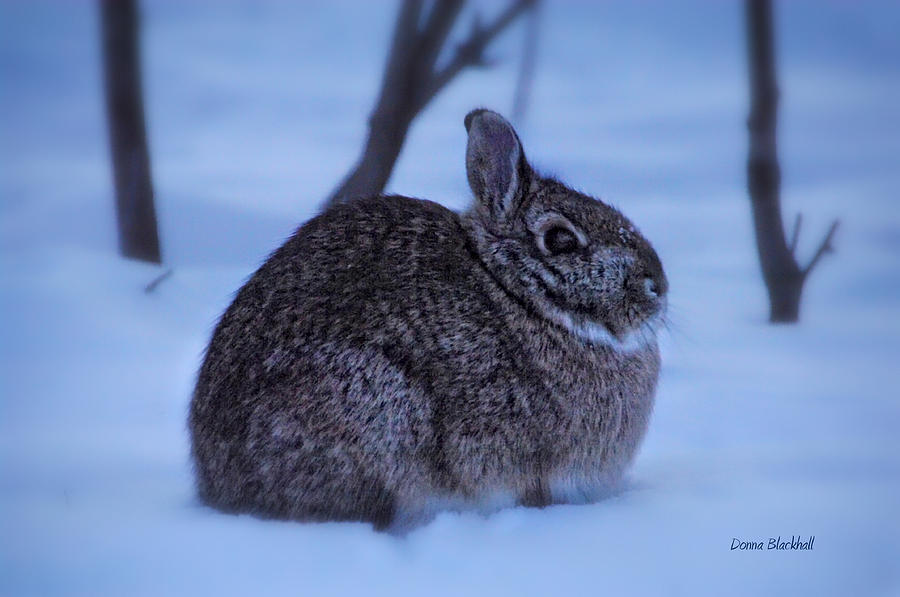 Winter Photograph - Everybody Wants To Love Some Bunny by Donna Blackhall