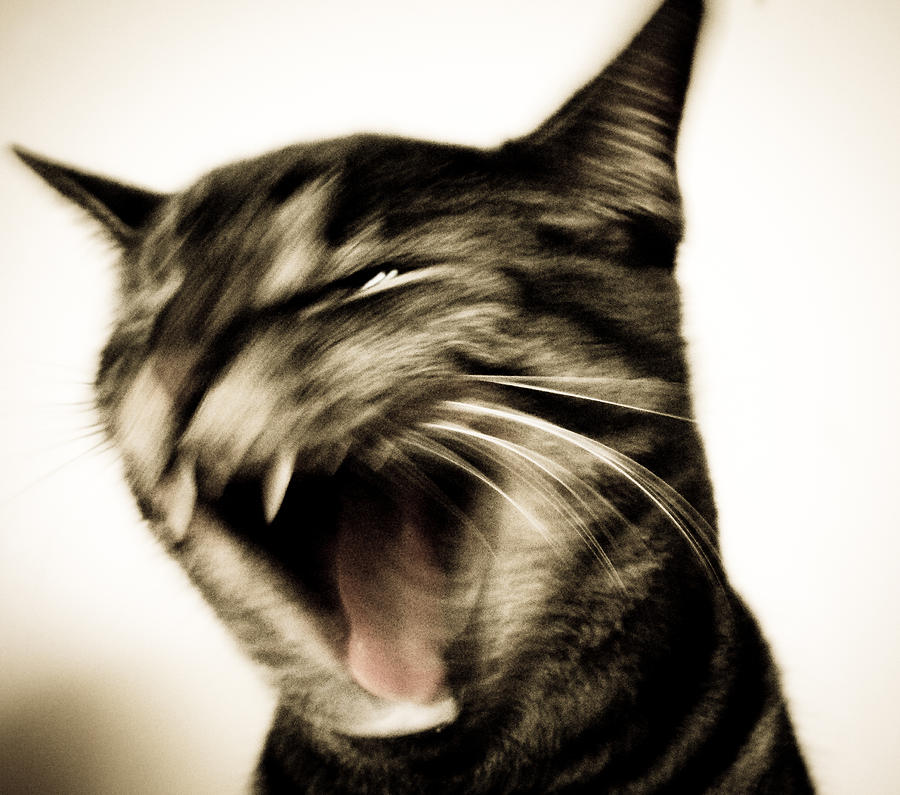 Evil Cat Photograph by Pam Stokke | Fine Art America