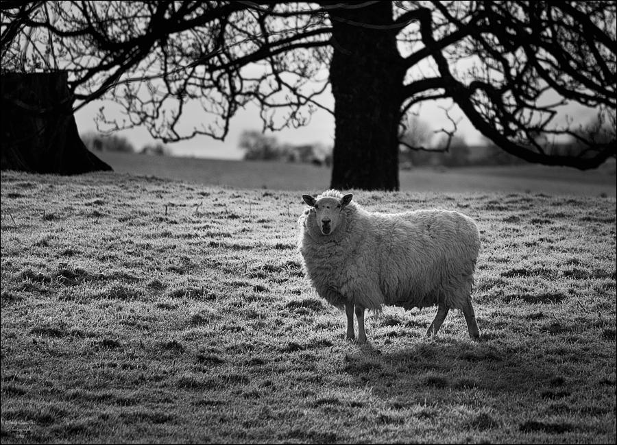Animal Photograph - Ewe by Andy Stuart