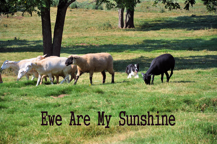 Ewe Are My Sunshine Photograph by Jan Amiss Photography