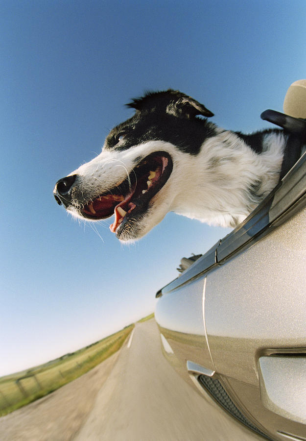 Excited Dog Photograph by Darwin Wiggett - Fine Art America