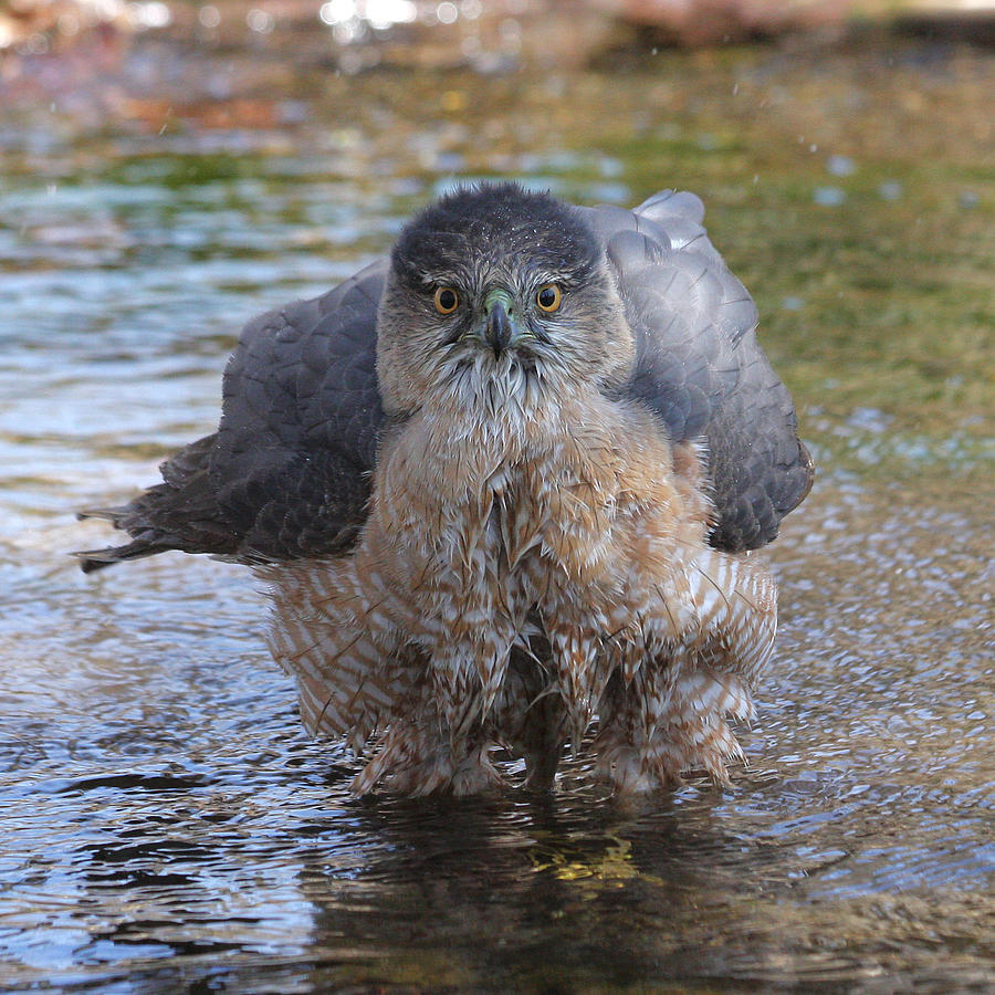 Excuse me but I am bathing here. Photograph by Doris Potter