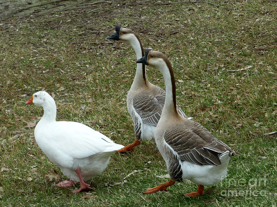 Nature Photograph - Executive Protection by Lucyna A M Green Nature Photograph - Executive Protection by Lucyna A M Green