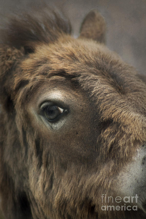 Exmoor Foal Photograph by Ethiriel Photography