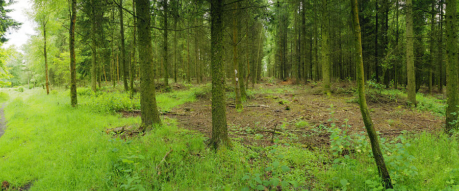 Exmoor Forest Photograph by Jan W Faul