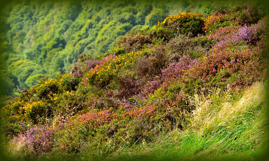 Exmoor Heather in Bloom Photograph by Carla Parris