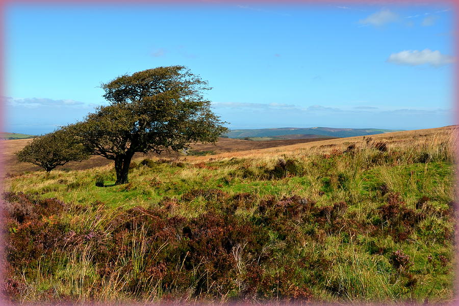 Exmoors Heather-covered Hills Photograph by Carla Parris
