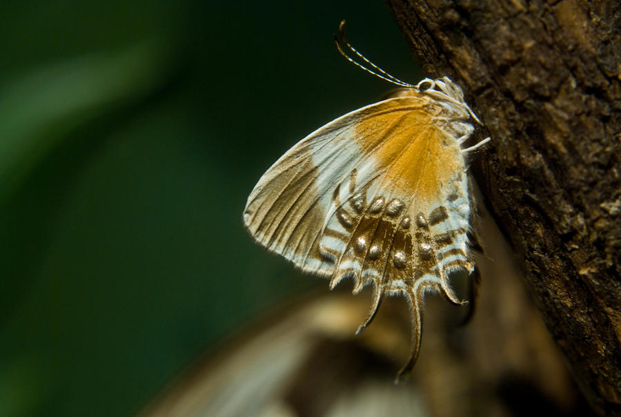 Exotic Butterfly On Tree Bark by Douglas Barnett