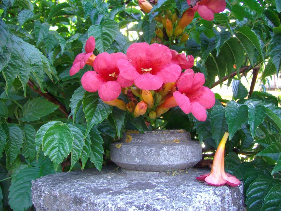 exotic flower 1 by Michael Puya exotic flower 1 by Michael Puya