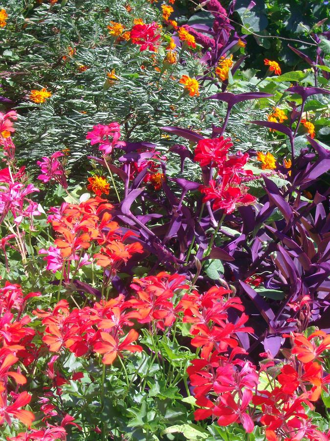 Exotic Flowers B by Michael Puya Exotic Flowers B by Michael Puya