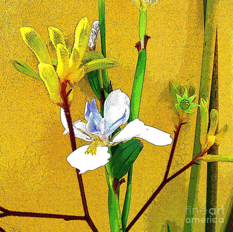 Flowers Photograph - Exotic Flowers by Jerome Stumphauzer Flowers Photograph - Exotic Flowers by Jerome Stumphauzer