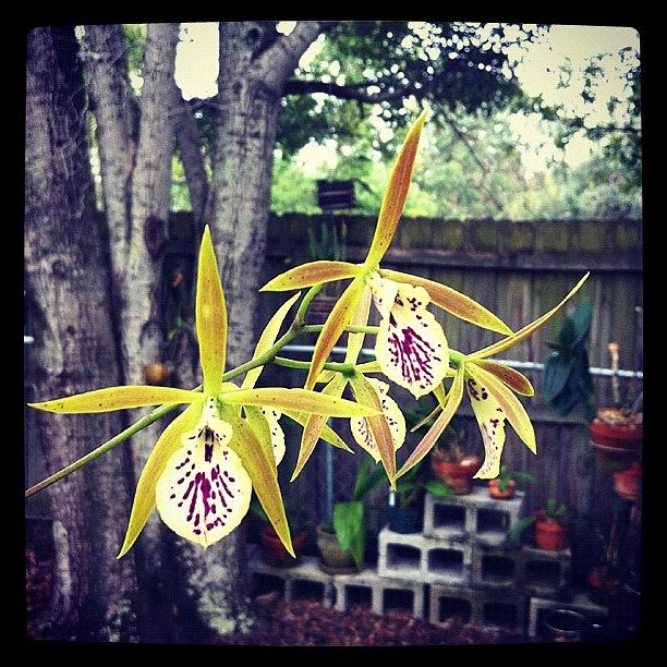 Nature Photograph - #exotic #orchid #exoticorchid by Amber Baby