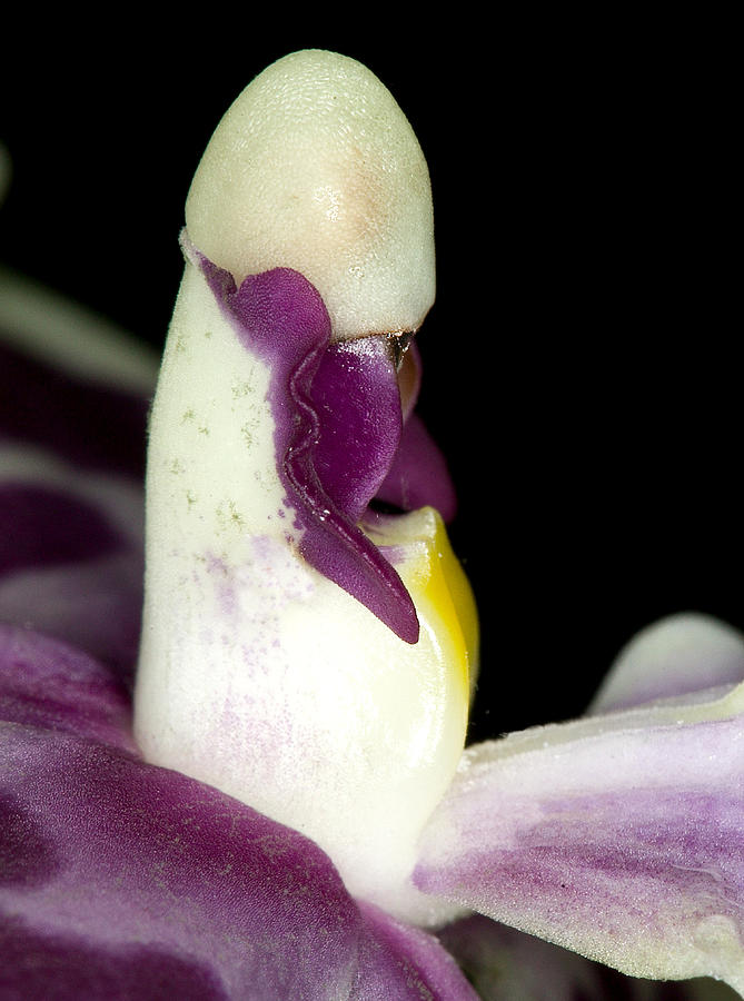 Exotic Orchid Flower Photograph by C Ribet