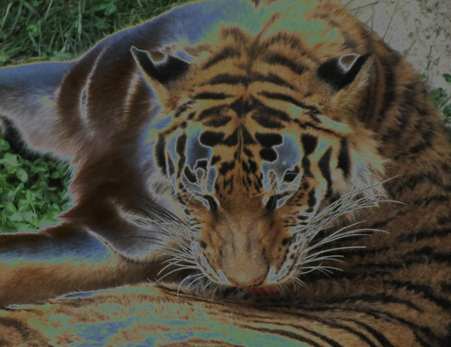 Exotic Tiger Photograph by Vijay Sharon Govender