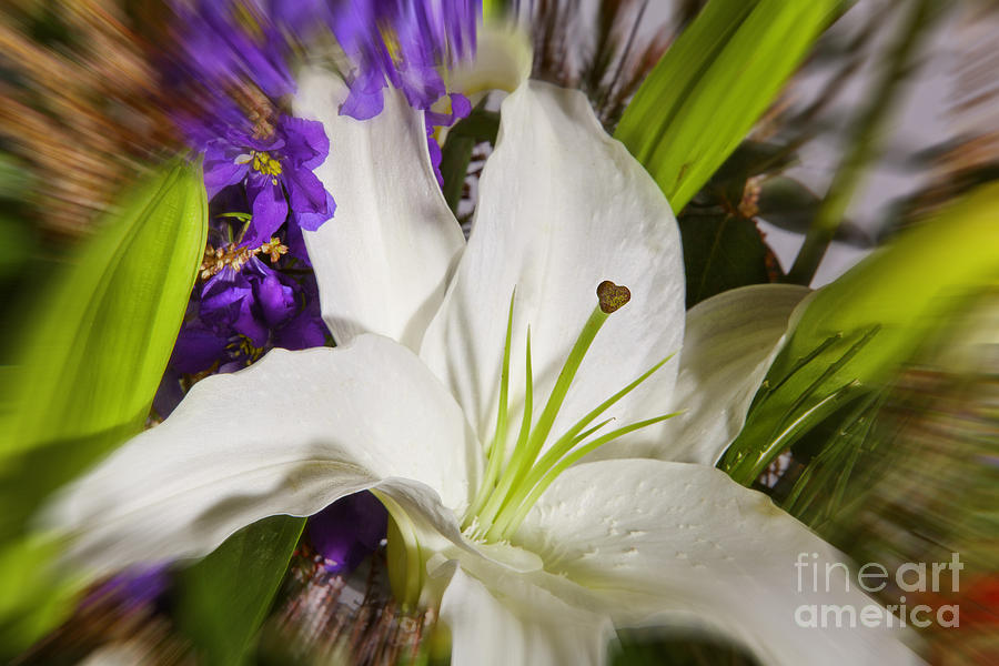 Lily Photograph - Exploding Flowers by M K Miller