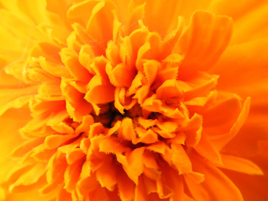 Flower Photograph - Explosion of Color in a Marigold or Aerial View of a Volcano by Mary Sedivy