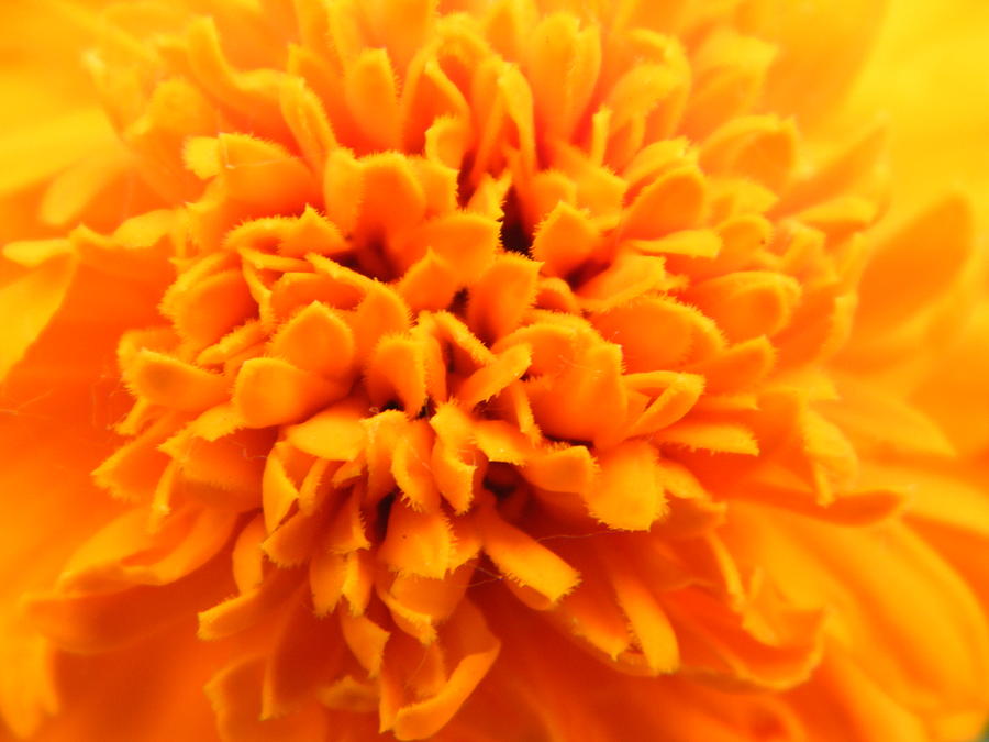 Explosion of Color Within Orange Marigold Photograph by Mary Sedivy ...