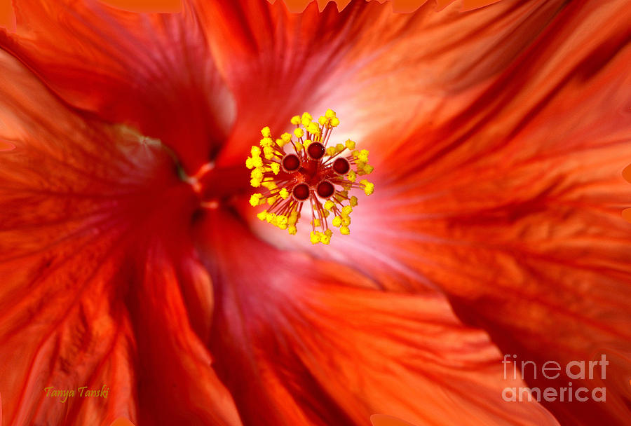 Orange Flower Photograph - Explosive..... by Tanya Tanski