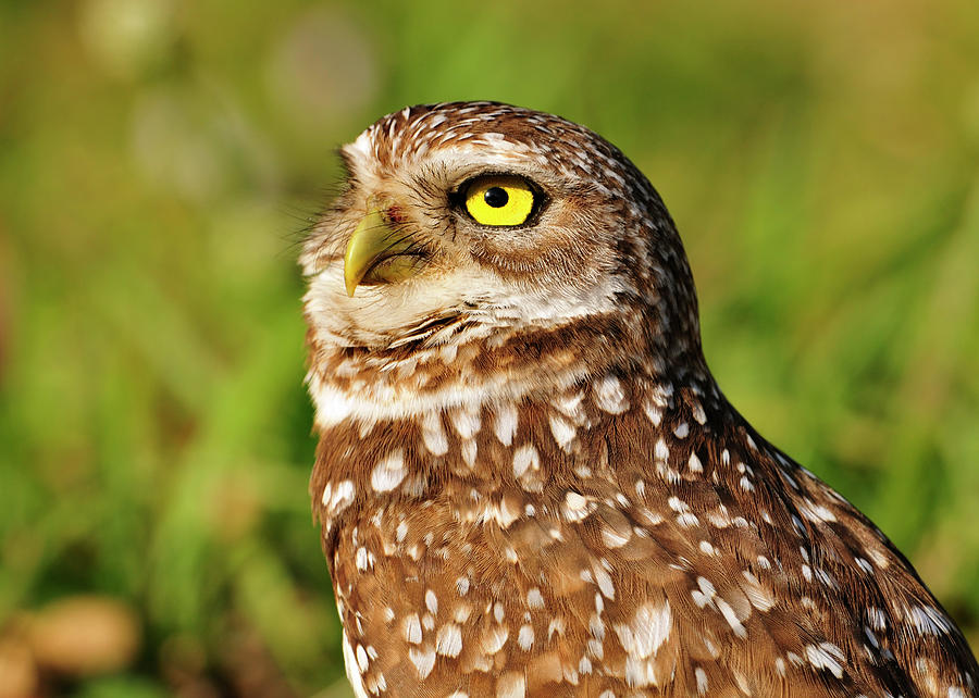 Expression of a Burrowing Owl Photograph by Bill Dodsworth