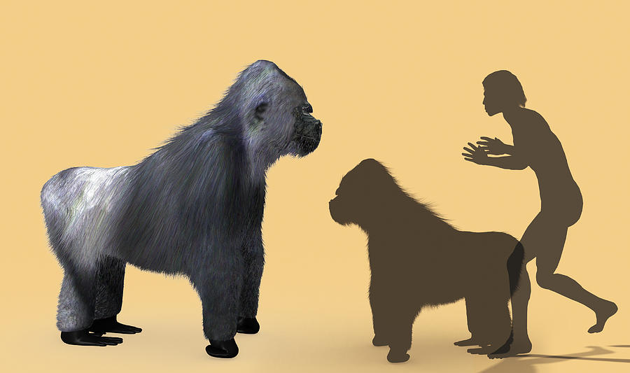 Prehistoric Photograph - Extinct Giant Gorilla by Christian Darkin