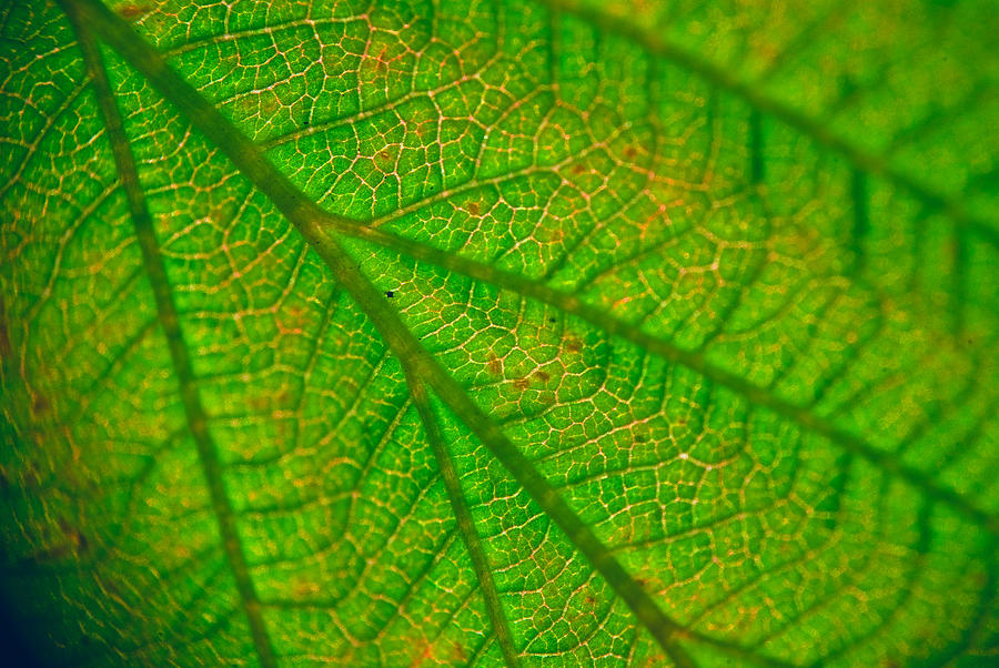 Extreme Close-up Of Leaf Photograph by Roman Popov - Fine Art America