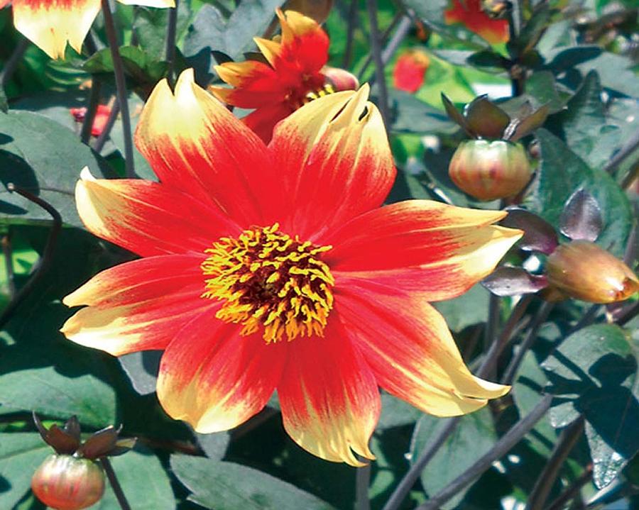 Eye Candy Dahlia Photograph by De Beall - Pixels