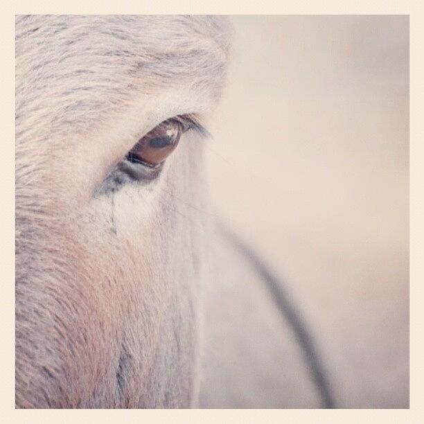 Animal Photograph - Eye Contact by Daniel Kocian