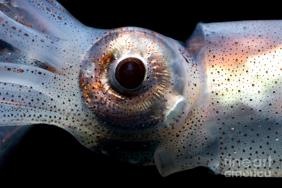 Eye Flash Squid Photograph by Dant Fenolio