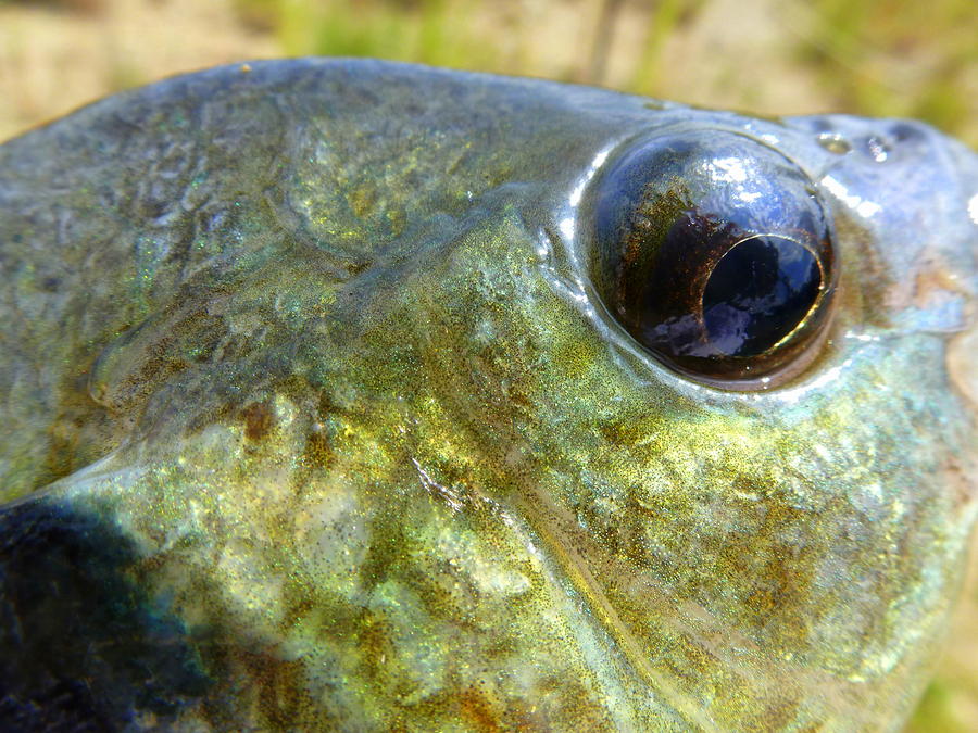Fish Photograph - Eye of a Bluegill by Beth Akerman