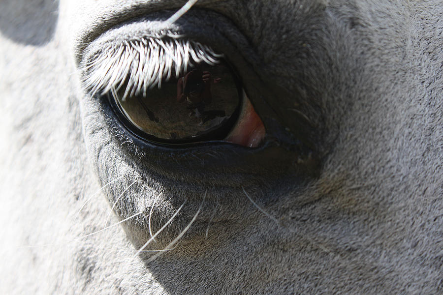 Eye of Equus Photograph by Cathie Douglas