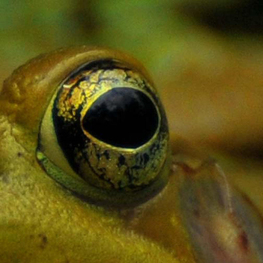 Frog Photograph - Eye of Frog by Paul Ward