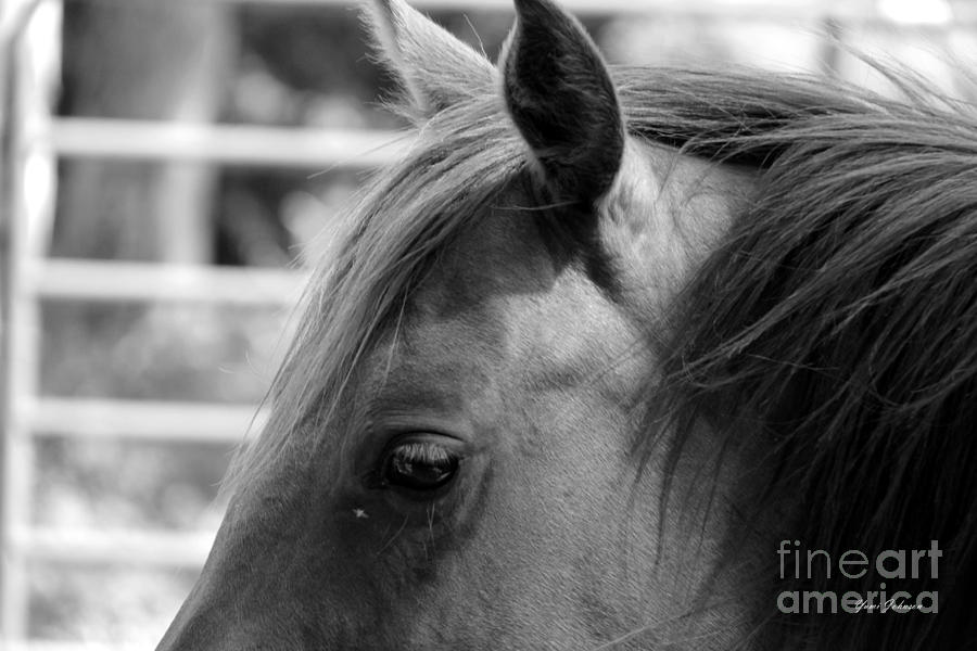 Eye of Horse Photograph by Yumi Johnson