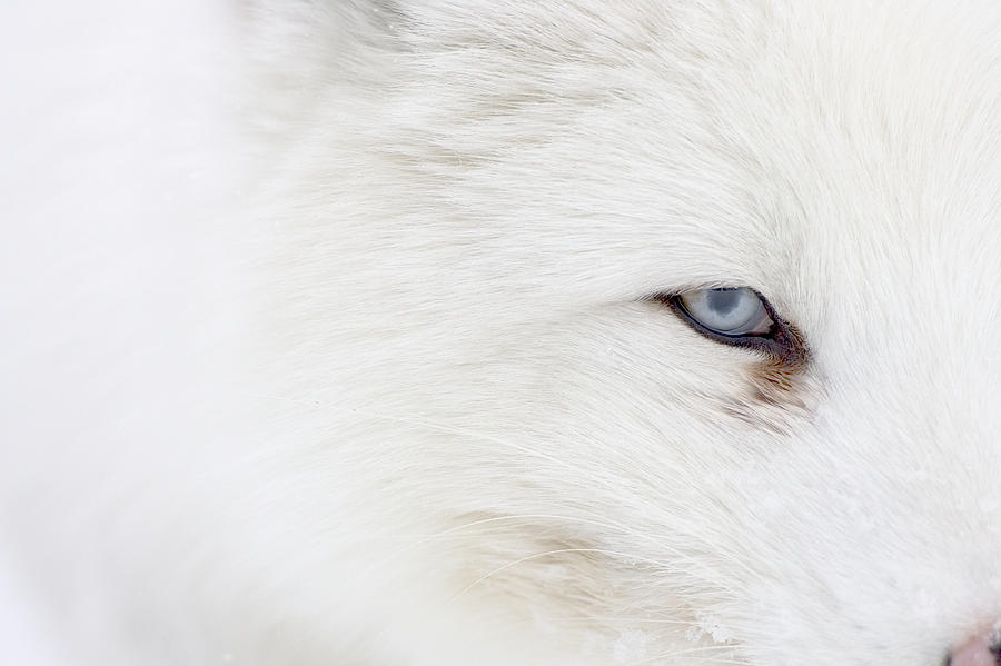 Eye Of The Fox Photograph By Nigel Atkinson