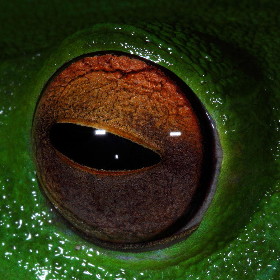 Eye Of The Frog Photograph by Bruce J Robinson