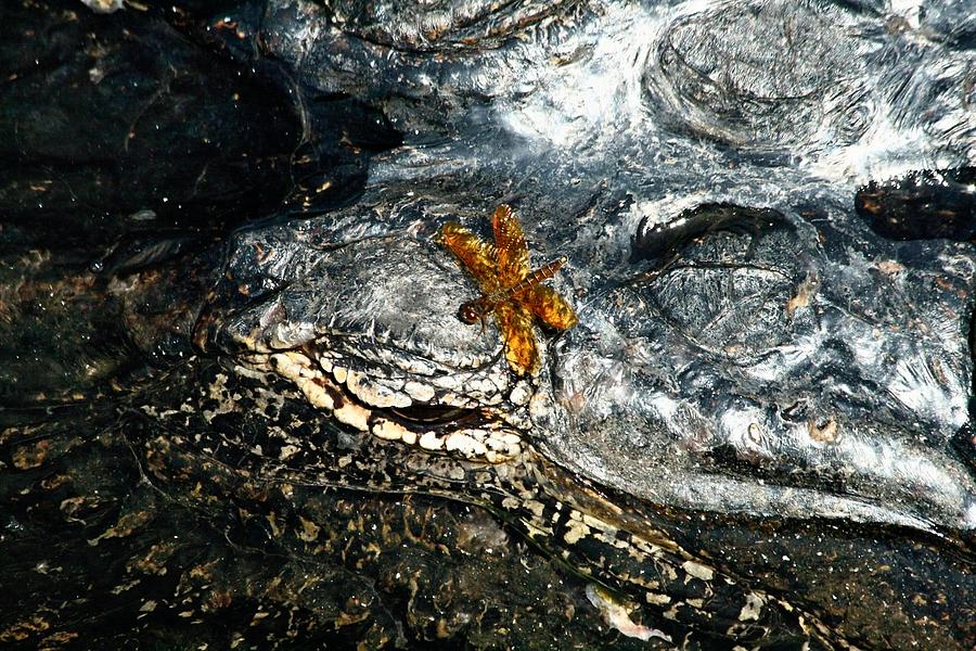 Eye of the Gator Photograph by Larry Parker