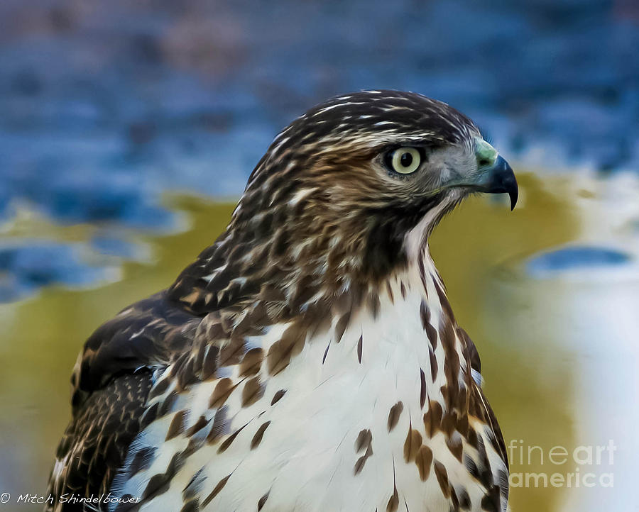 Eye Of The Hawk Photograph by Mitch Shindelbower