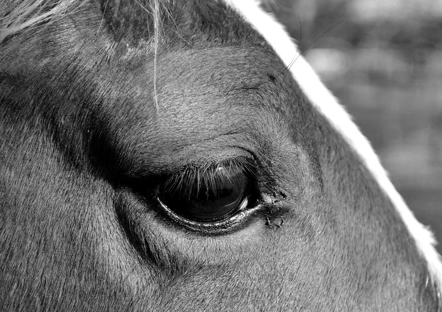 Eye Of The Horse Black and White Photograph by Sandi OReilly