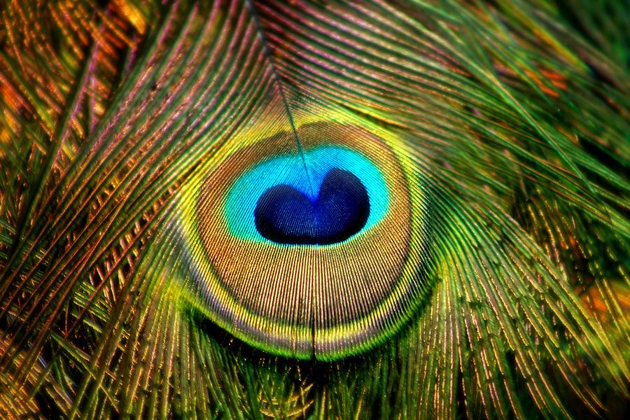 Eye Of The Peacock Feather Photograph by Tracie Kaska