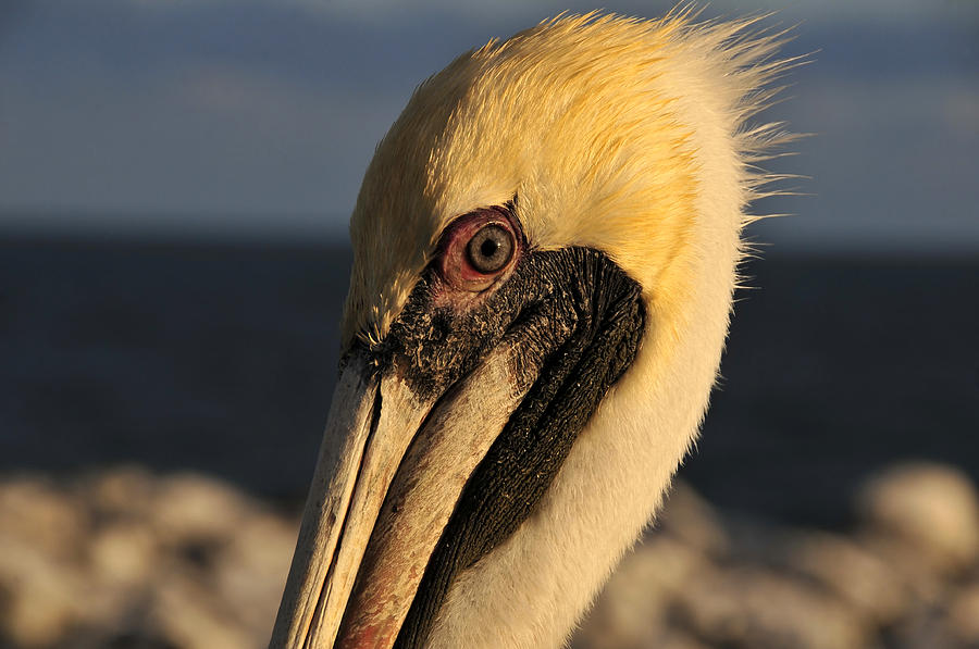 Eye of the Pelican Photograph by David Lee Thompson