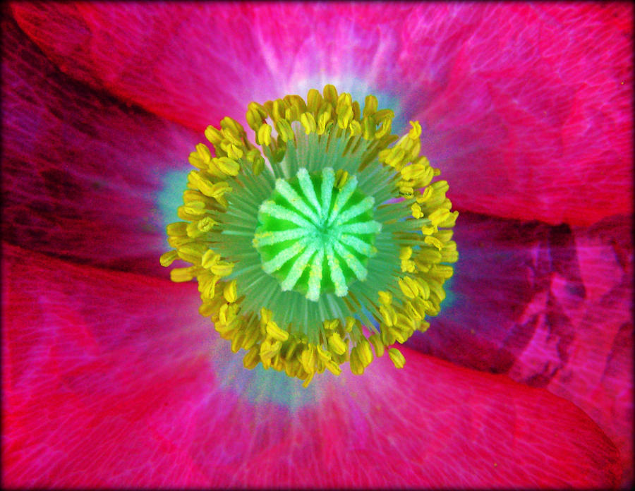 Eye of the Poppy Photograph by Susie Weaver
