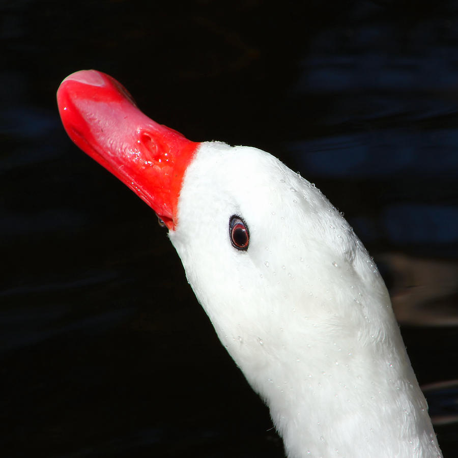 Eye of the Swan Photograph by Tracie Schiebel