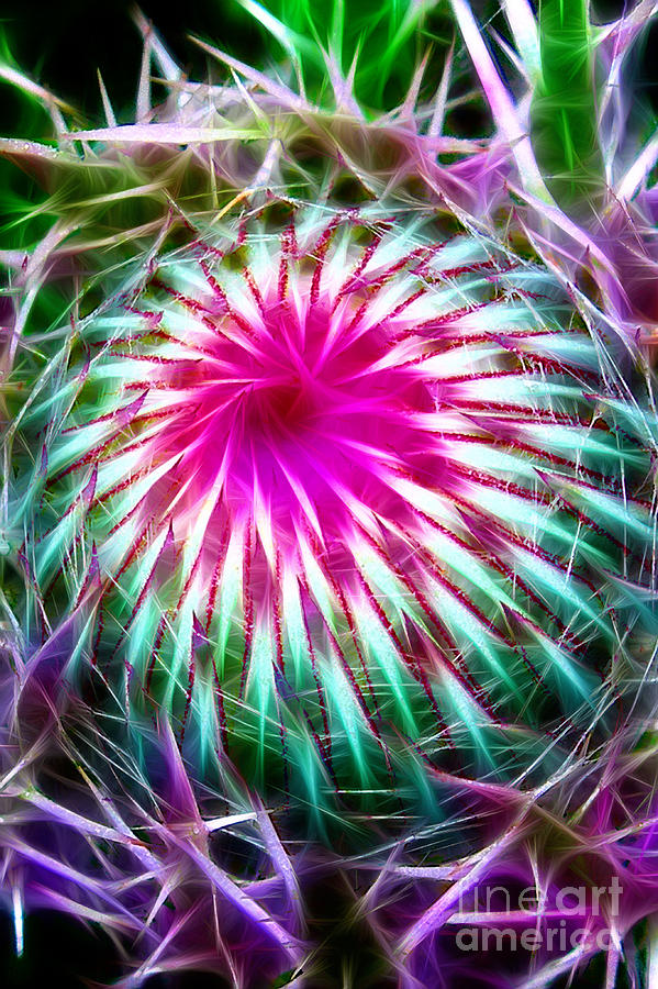 Eye of the Thistle Photograph by Judi Bagwell