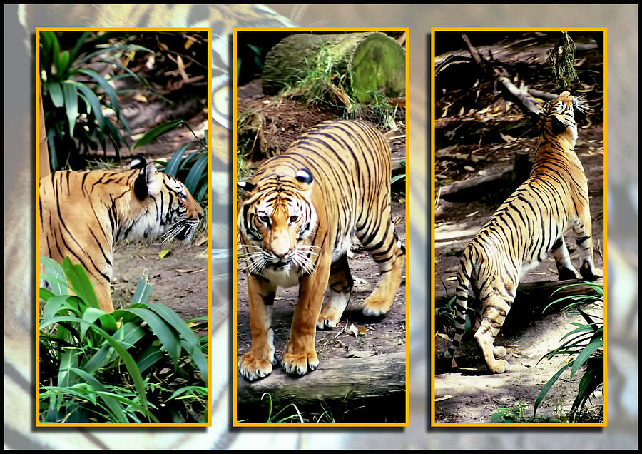 Eye of the Tiger Triptych Series Photograph by Michael Frank Jr