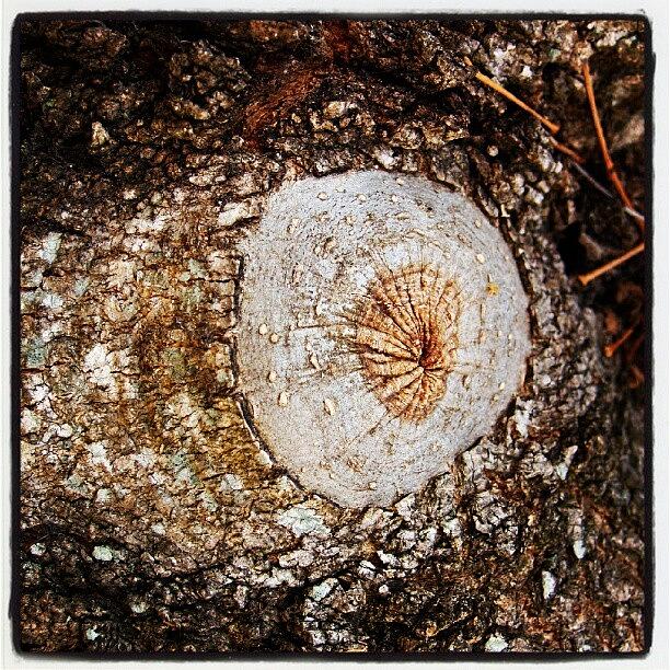 Nature Photograph - Eye Of Tree by James Granberry