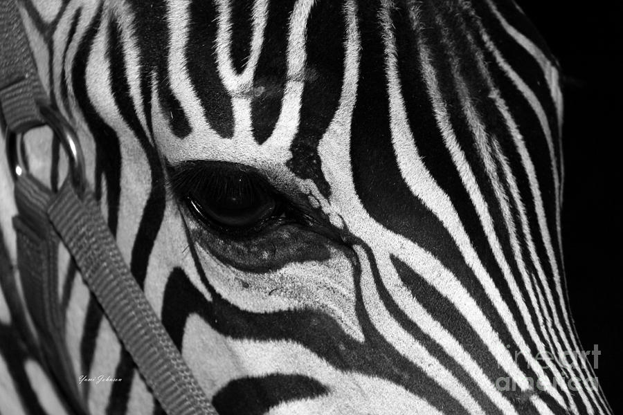 Eye of Zebra Photograph by Yumi Johnson